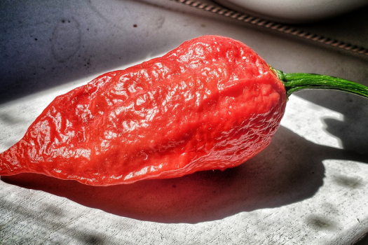 Top 5 Most Spicy Chilies of the World